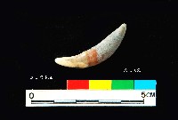 芝山岩文化貓或狗牙藏品圖，第3張