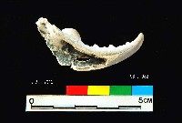 芝山岩文化蟹鉗藏品圖，第2張