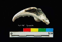 芝山岩文化蟹鉗藏品圖，第3張