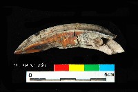 芝山岩文化豬犬齒藏品圖，第1張