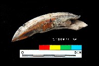 芝山岩文化豬犬齒藏品圖，第2張