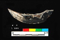 芝山岩文化豬犬齒藏品圖，第3張