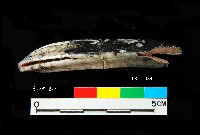 芝山岩文化豬犬齒藏品圖，第4張