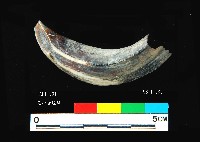 芝山岩文化豬犬齒藏品圖，第1張