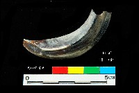 芝山岩文化豬犬齒藏品圖，第2張