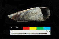 芝山岩文化豬犬齒藏品圖，第3張