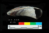 芝山岩文化豬犬齒藏品圖，第4張