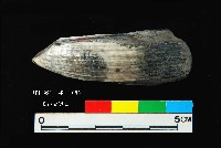 芝山岩文化豬犬齒藏品圖，第6張