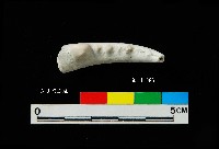 芝山岩文化蟹鉗藏品圖，第3張