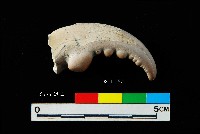 芝山岩文化蟹鉗藏品圖，第1張