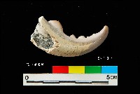 芝山岩文化蟹鉗藏品圖，第2張