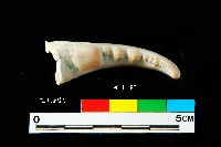 芝山岩文化蟹鉗藏品圖，第3張