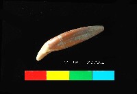 芝山岩文化貓或狗牙藏品圖，第2張