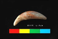芝山岩文化貓或狗牙藏品圖，第3張