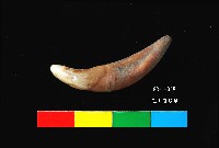 芝山岩文化貓或狗牙藏品圖，第4張