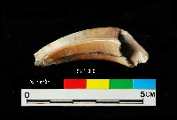 芝山岩文化豬犬齒藏品圖，第1張