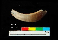 芝山岩文化豬犬齒藏品圖，第2張