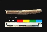 芝山岩文化穿孔骨器藏品圖，第5張