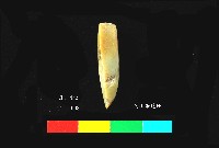 圓山文化玉鑿藏品圖，第3張