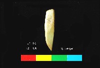 圓山文化玉鑿藏品圖，第4張