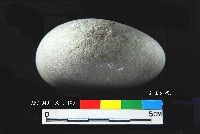 芝山岩文化石錘藏品圖，第3張
