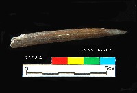 芝山岩文化骨尖器藏品圖，第6張