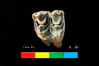 芝山岩文化鹿牙藏品圖，第1張