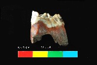 芝山岩文化鹿牙藏品圖，第2張