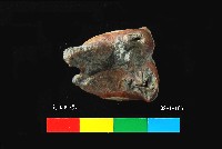 芝山岩文化鹿牙藏品圖，第3張