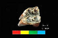 芝山岩文化鹿牙藏品圖，第5張