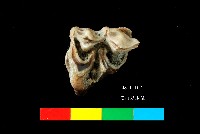 芝山岩文化鹿牙藏品圖，第1張