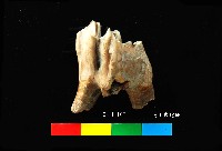 芝山岩文化鹿牙藏品圖，第2張