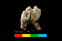 芝山岩文化鹿牙藏品圖，第3張