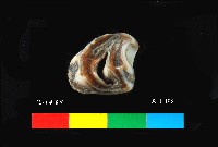 芝山岩文化鹿牙藏品圖，第1張