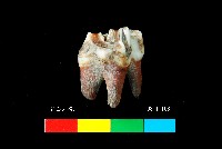 芝山岩文化鹿牙藏品圖，第2張
