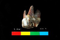 芝山岩文化鹿牙藏品圖，第3張
