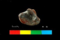 芝山岩文化鹿牙藏品圖，第4張