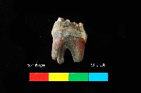 芝山岩文化鹿牙藏品圖，第5張