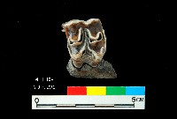 芝山岩文化鹿牙藏品圖，第1張