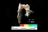 芝山岩文化鹿牙藏品圖，第2張