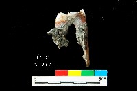 芝山岩文化鹿牙藏品圖，第3張