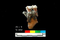 芝山岩文化鹿牙藏品圖，第4張