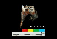 芝山岩文化鹿牙藏品圖，第5張