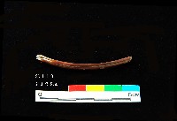芝山岩文化獸肋骨藏品圖，第3張