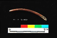芝山岩文化獸肋骨藏品圖，第4張