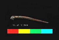 芝山岩文化魚骨藏品圖，第1張