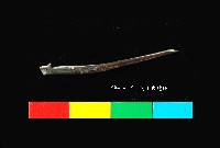 芝山岩文化魚骨藏品圖，第2張