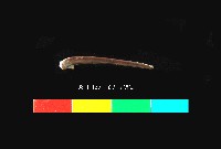 芝山岩文化鳥或齧齒類的肢骨藏品圖，第2張
