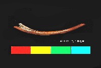 芝山岩文化獸肋骨藏品圖，第2張