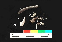 芝山岩文化獸肋骨藏品圖，第1張